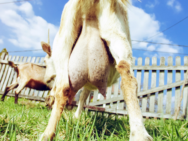 What to Do About Mastitis and Uneven Udders