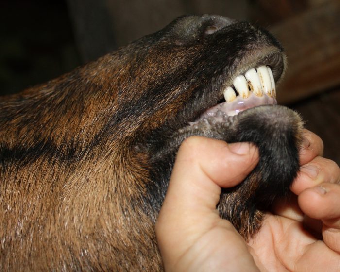 Goat Teeth — How to Tell a Goat’s Age