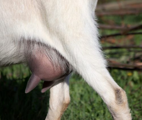 Back From the Vet: Common Conditions of the Udder