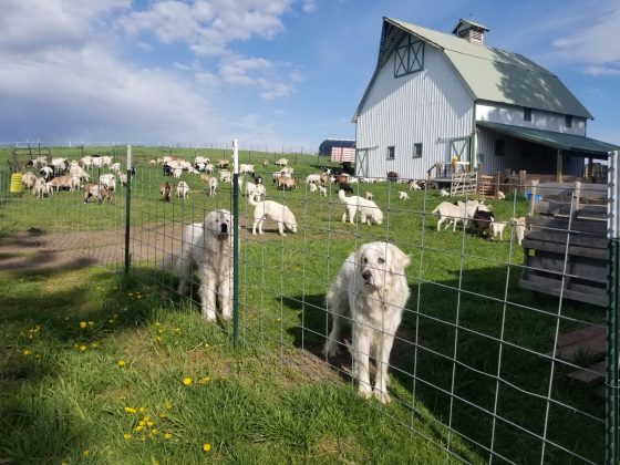 What Guards Livestock Guardian Dogs?