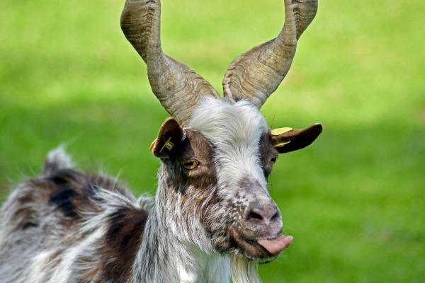 Breed Profile: Girgentana Goat